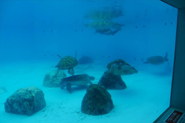 海洋博公園/美ら海水族館