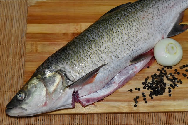 Mackerel rich in vitamin D