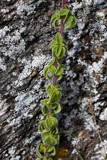 Origanum vulgare virens