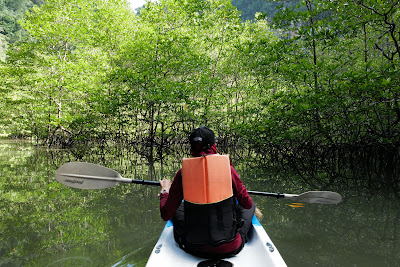 Gently navigate around mangrove roots