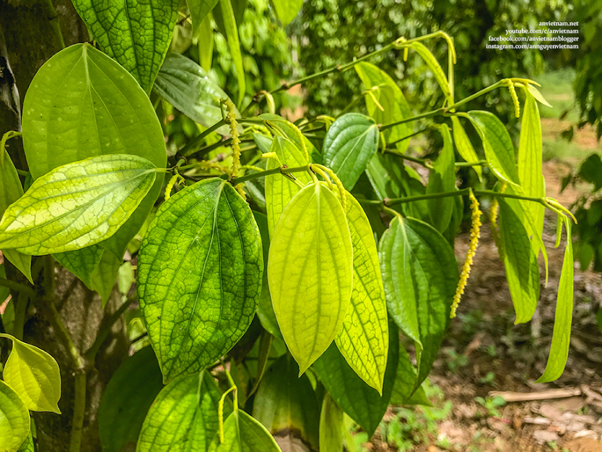 Vườn hồ tiêu ở thị xã Hoài Nhơn, Bình Định