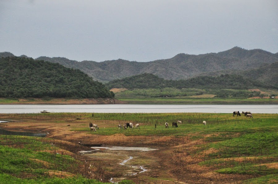 Cattle grazing nonchalantly by Pran Buri Lake thailand