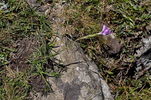 Dianthus hyssopifolius