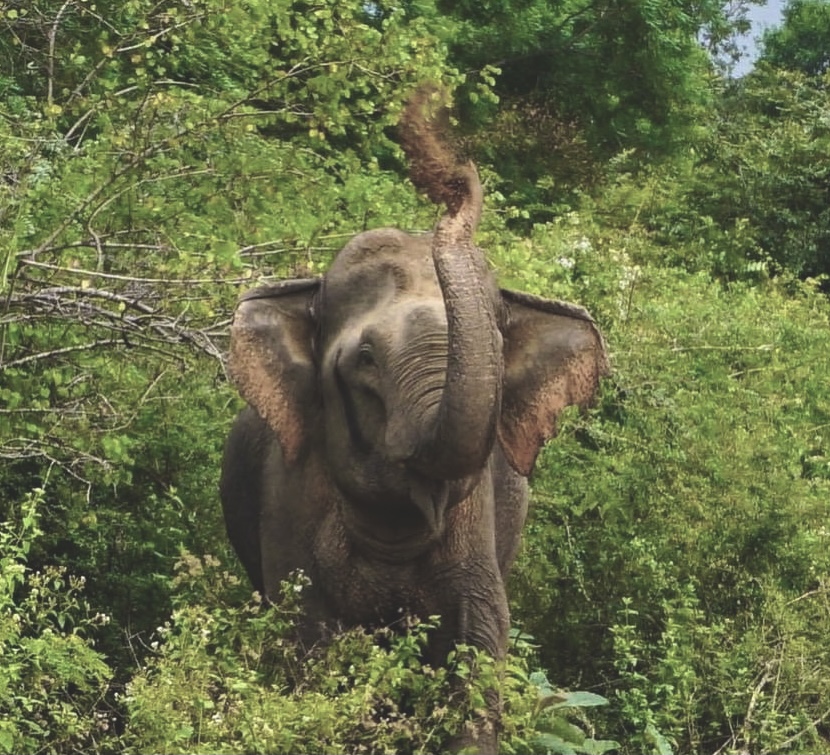 Lunugamvehera National Park