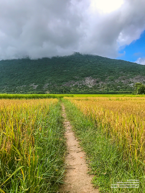 Tây Ninh có gì đẹp: 2 cây thốt nốt Tình Yêu Kvan