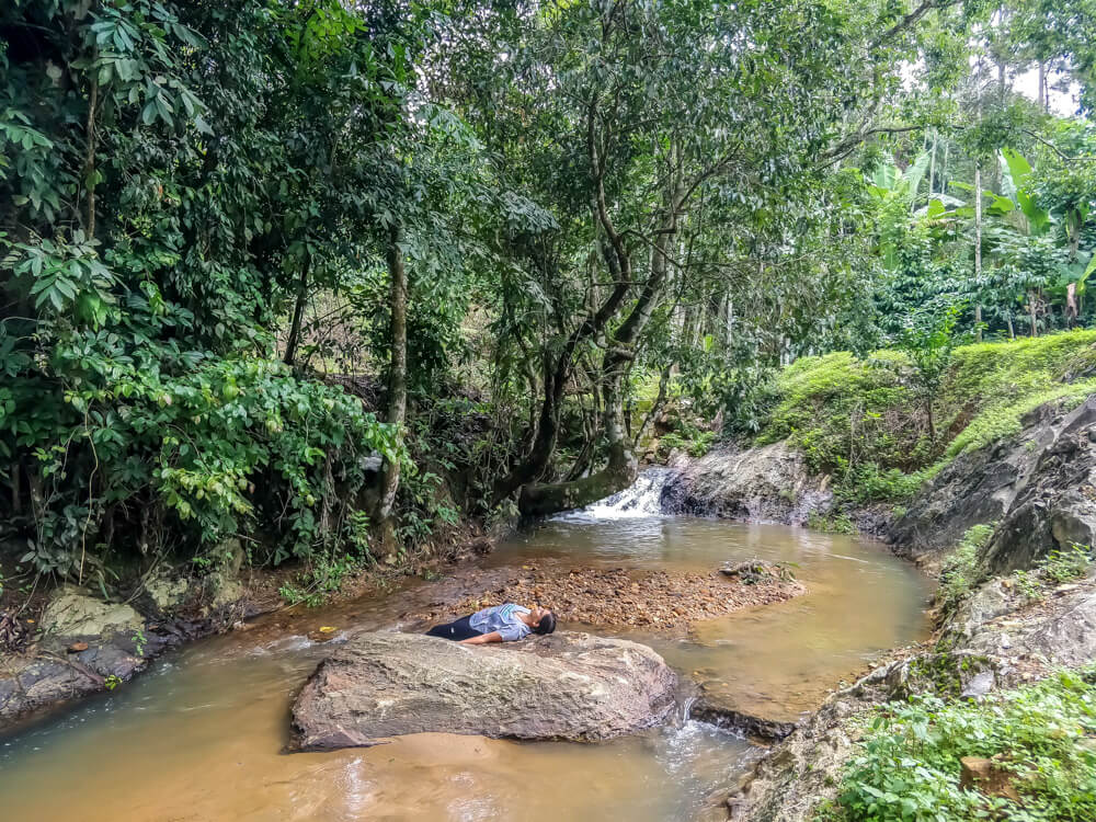 coffee estate in coorg