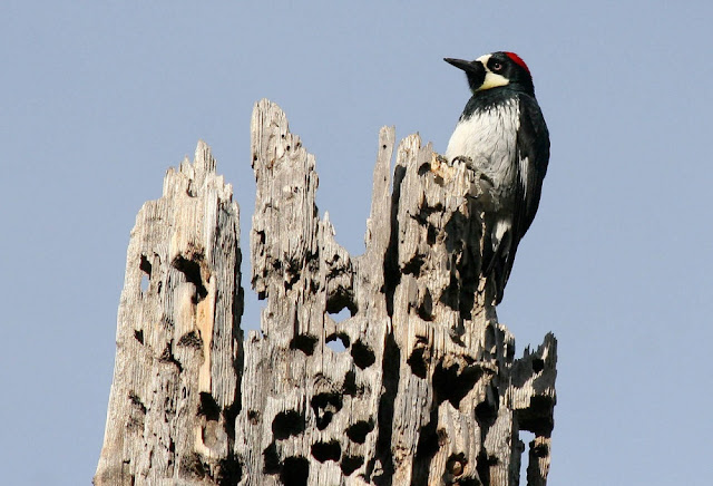 Pica-pau da bolota, a ave buraqueira