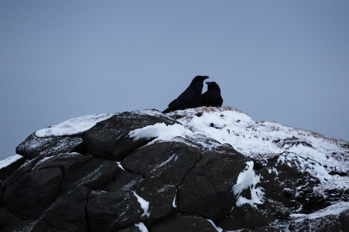 В Исландию за снегом! Юг и полуостров Snæfellsnes. 11 дней в феврале-марте 2020