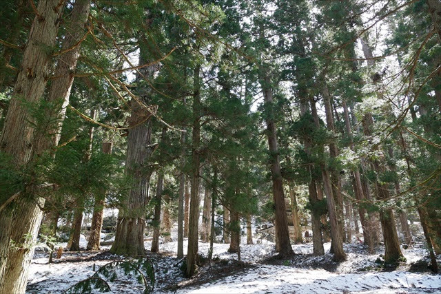 羽黒山のスギ並木