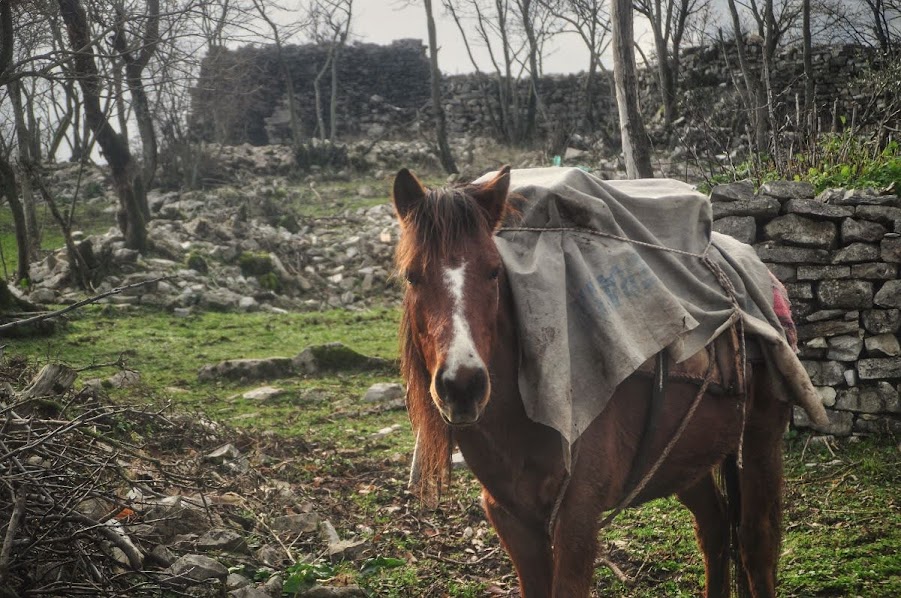 horse looking at the camera in gjirokaster albania