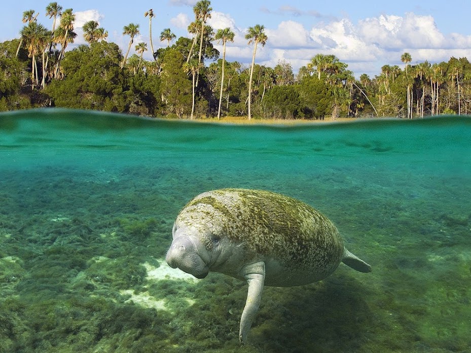 Crystal River, o refúgio dos peixes-boi