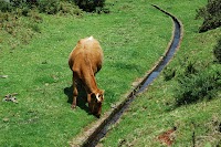 Cow near a levada in Paúl da Serra