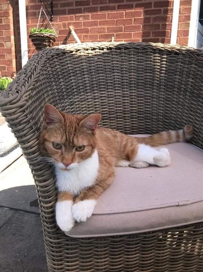 A ginger and white cat sat on a garden chair