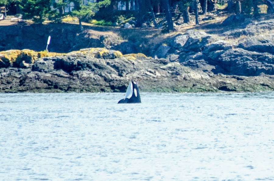 An orca executes a "spy hop" to survey the ocean around her