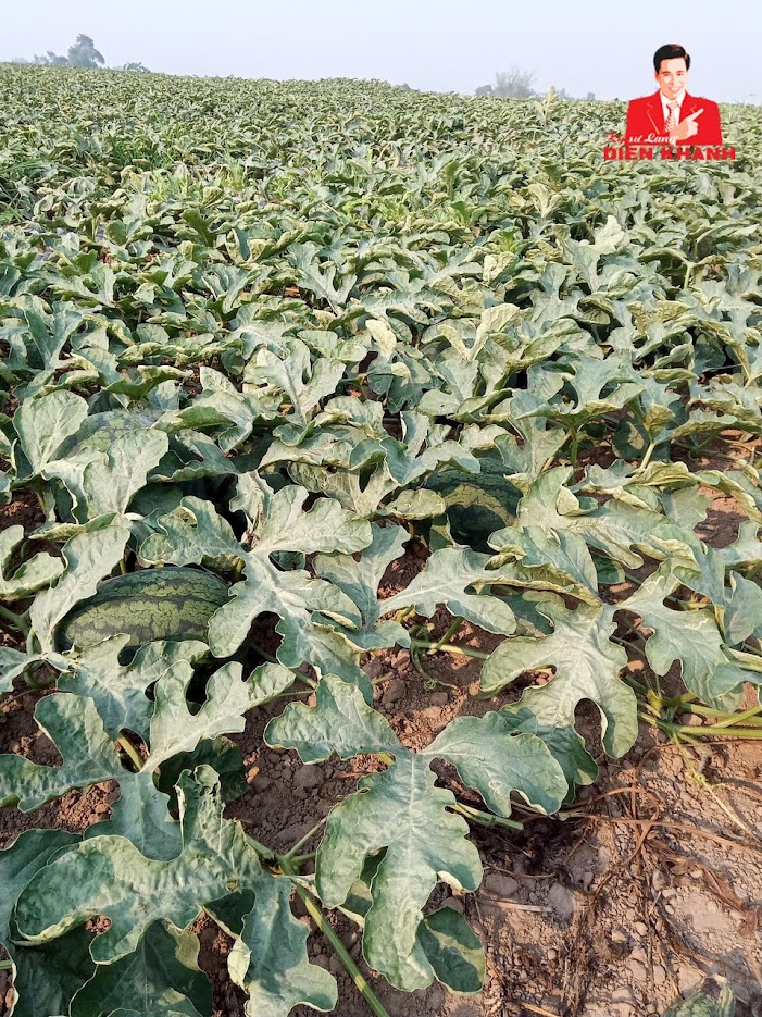 NÔNG DÂN MIỀN TRUNG PHẤN KHỞI THU HOẠCH DƯA HẤU