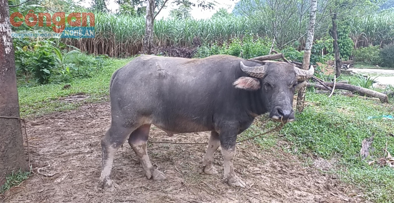 Tang vật thu giữ