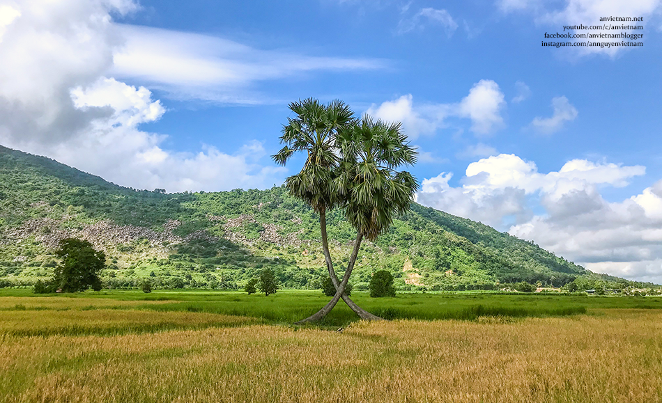 Tây Ninh có gì đẹp: 2 cây thốt nốt Tình Yêu Kvan