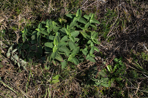 Teucrium scorodonia