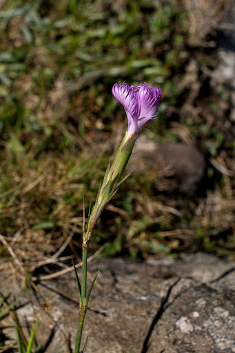 Dianthus hyssopifolius