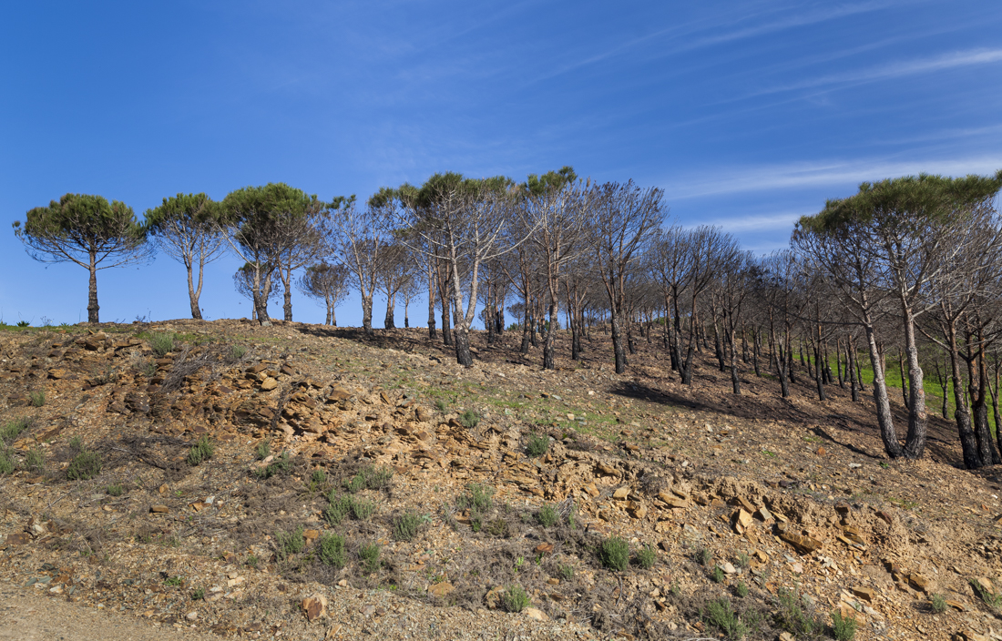 Треккинг на юге Португалии в январе: Rota Vicentina и Fishermen's trail (много фото)