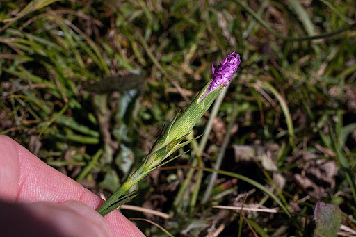 Dianthus hyssopifolius