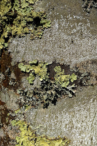 Pertusaria amara