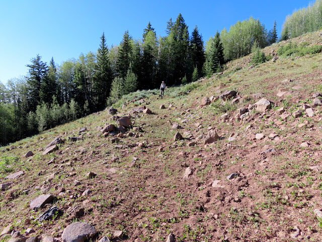 Bulldozed logging road