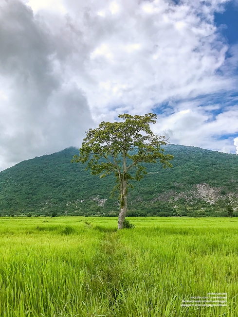 Tây Ninh có gì đẹp: 2 cây thốt nốt Tình Yêu Kvan