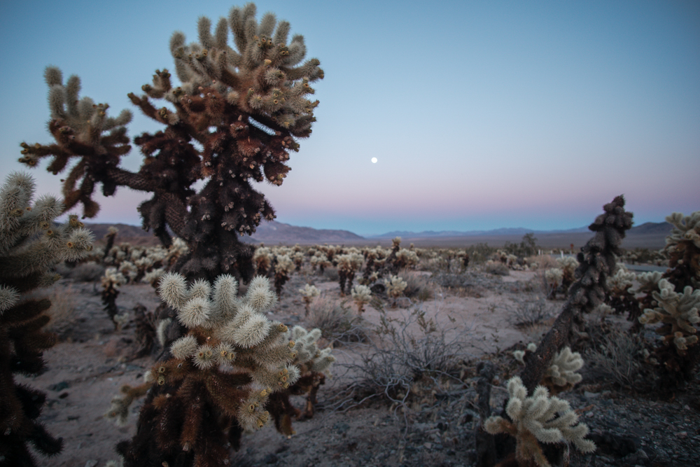 Joshua Tree National Park