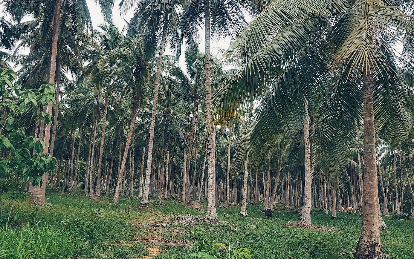 Huai Yang Waterfall National Park
Thailand
Palm trees