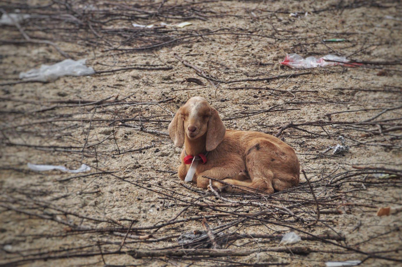 Laem Pho
Pattani Province
Thailand
Baby goat
Kid goat