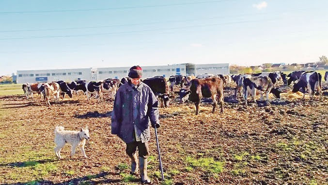 stoka u Zrenjaninu