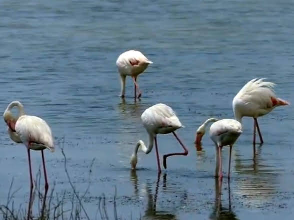 Fenicotteri nel pantano Longarini 