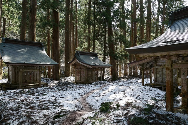 羽黒山のスギ並木