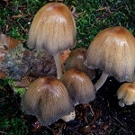 Voorbeeld Paddestoelen