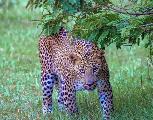 Yala National Park