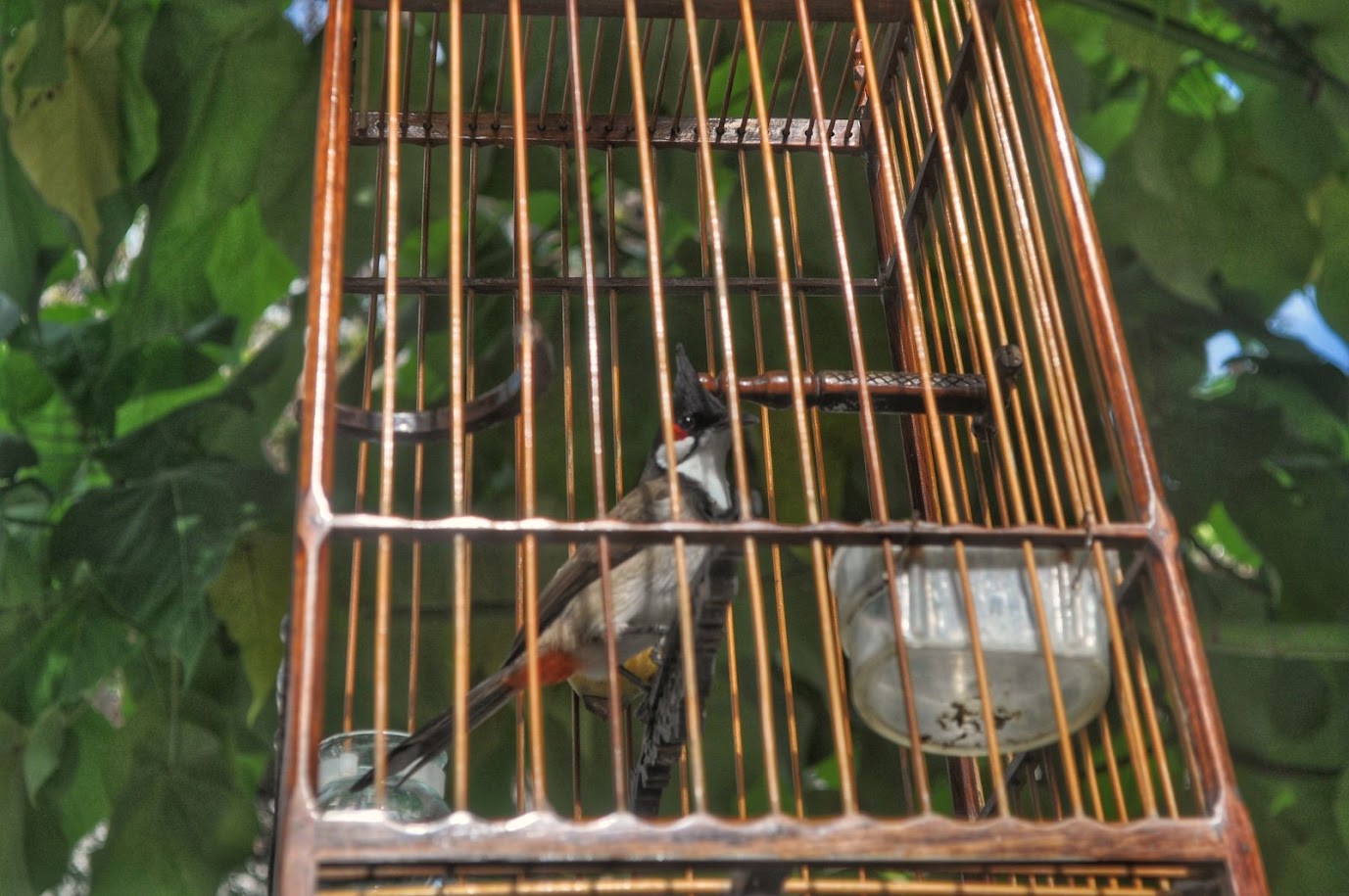 Ban Tha Muang
Nakhon Si Tammarat Province
Thailand
Caged bird
Red-whiskered bulbul