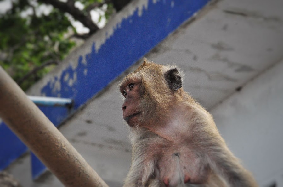 macque monkey profile picture