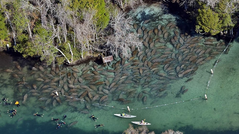 Crystal River, o refúgio dos peixes-boi