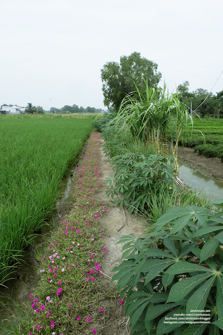 Tìm về vùng quê xã Quy Đức, huyện Bình Chánh