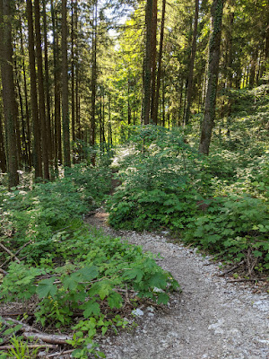 Forest shortcuts to the parking lot, S1 trails