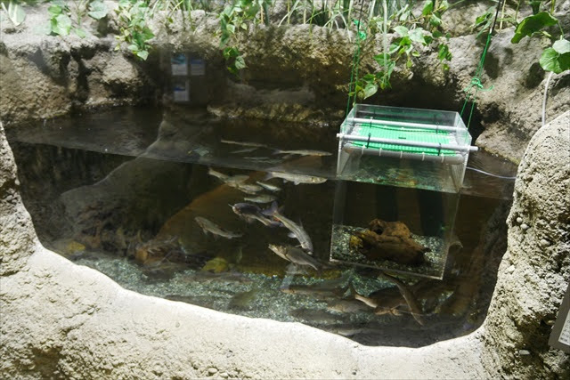 鶴岡市立加茂水族館