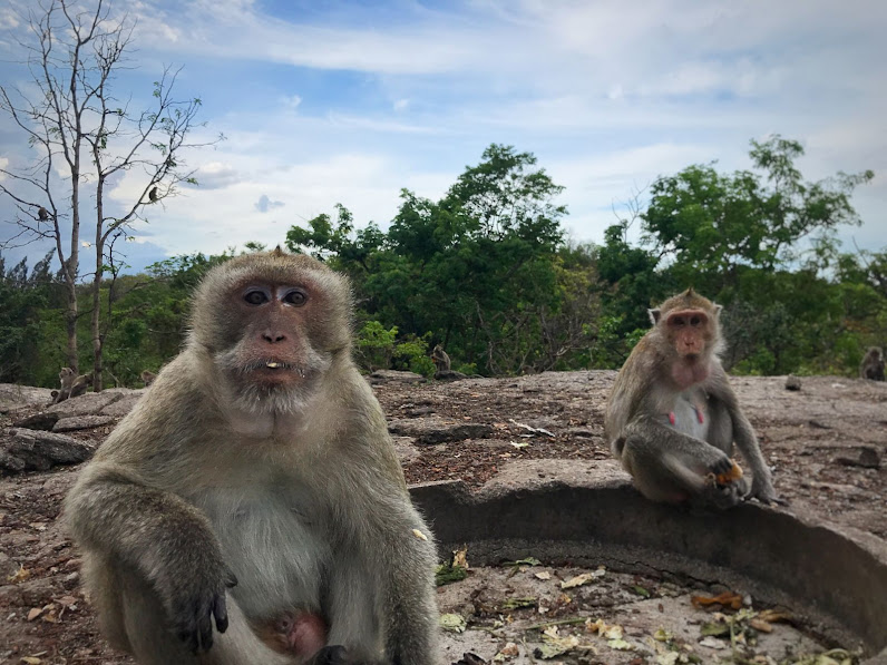 Posing macaques