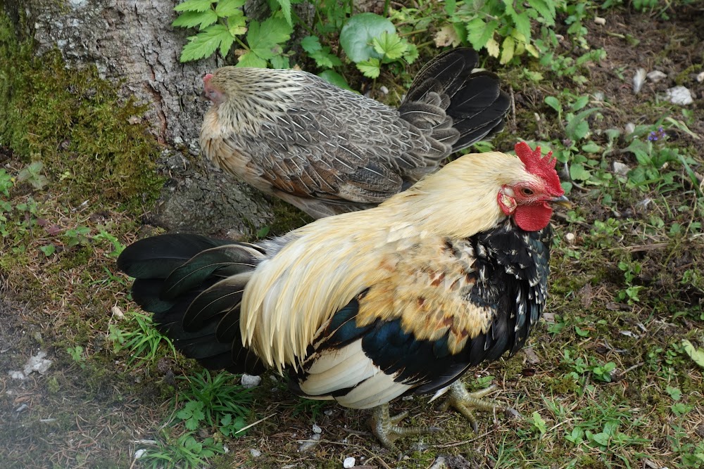 Земля Верхняя Австрия (Bundesland Oberösterreich)