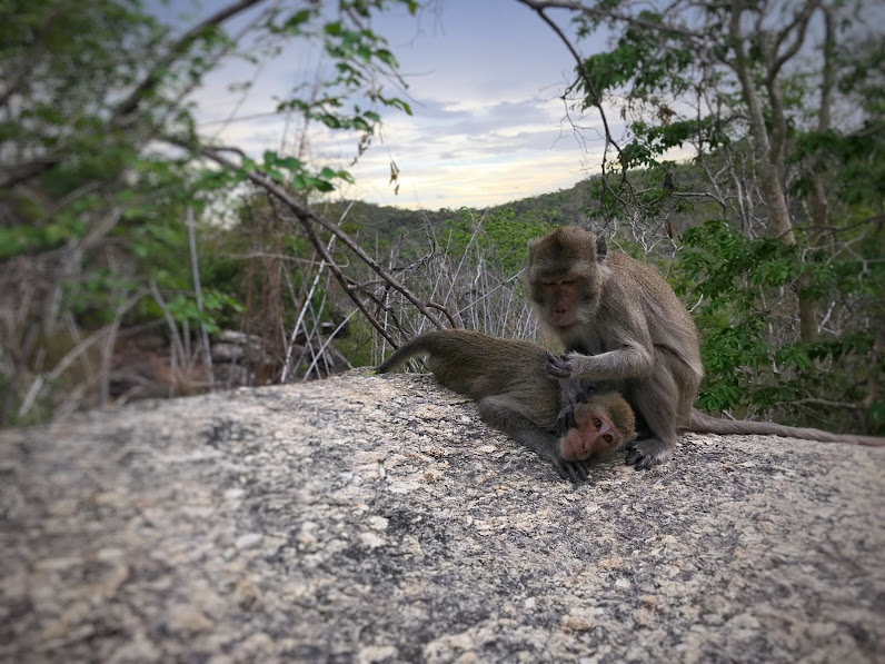 macaque monkeys grooming each other