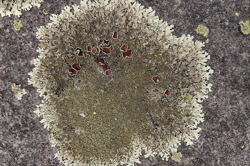 Xanthoparmelia Parmelia conspersa