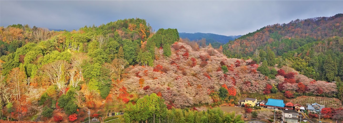 紅葉が見頃 の時期に 満開の桜 が咲き誇る 小原の四季桜 日本秘境探訪