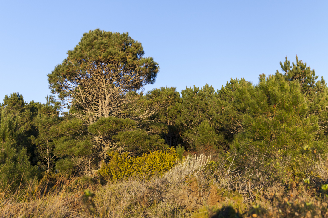 Треккинг на юге Португалии в январе: Rota Vicentina и Fishermen's trail (много фото)