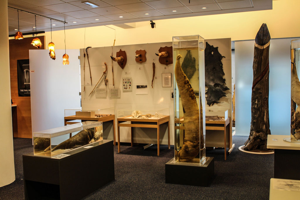 Museu Fálico Islandês, a maior coleção de pênis do mundo