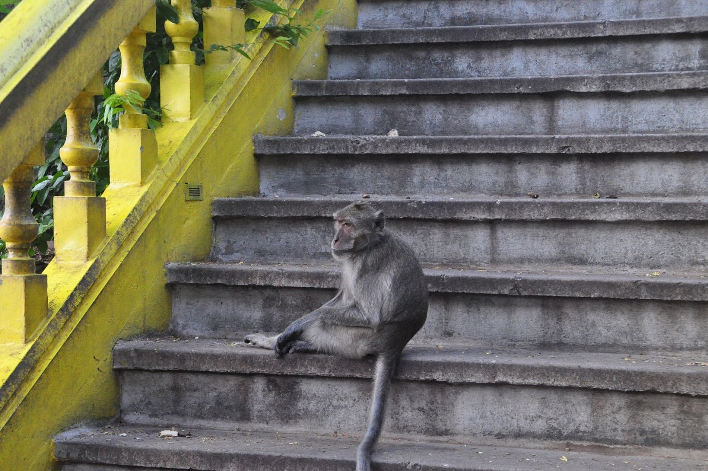 Wat Khao Chong Kaeo (Temple) in Prachuap Khiri Khan City
Macaque